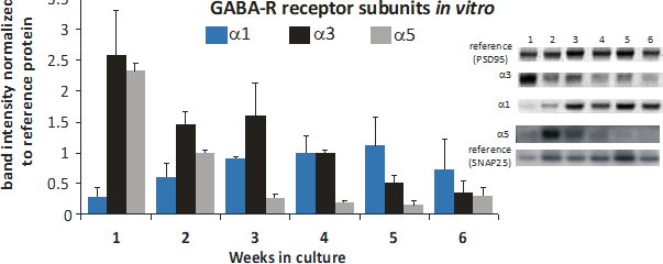 Neuronal development, development GABA A receptor, GABA A receptor switch in development, GABA A receptor subtype development